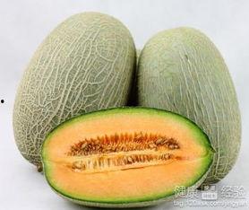 网红二狗很忙吃哈密瓜,品尝哈密瓜美味瞬间