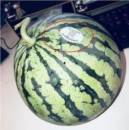 吃网红瓜违法吗,法律边界在哪里？