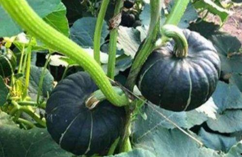 南宁的女网红吃瓜事件,揭秘网络舆论的风暴与真相