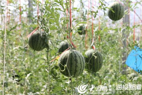 鲁山网红吃瓜比赛视频,一场视觉与味蕾的双重盛宴