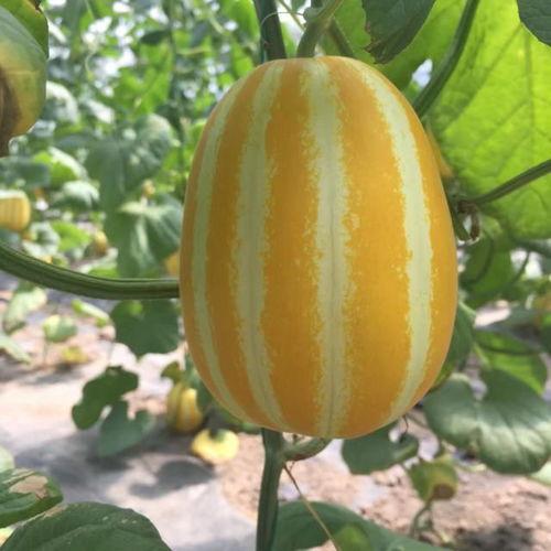 网红吃瓜入口在哪,究竟从何而来？