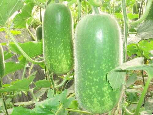 857吃瓜网,网络舆论场的新势力崛起