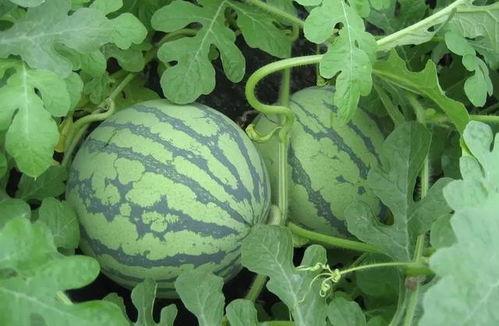 盐城网红吃瓜事件真相