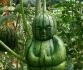 临沧网红吃瓜事件真相,真相与反思