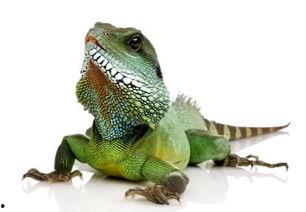 吃瓜网印度蜥蜴,揭秘神秘生物的生存智慧