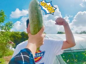 网红吃瓜事件汇总