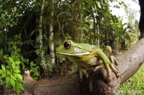 网红蛙吃瓜视频,揭秘娱乐圈幕后真相