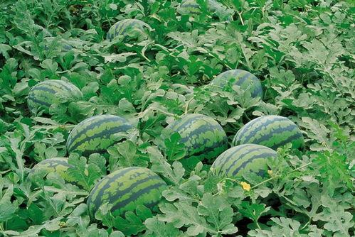 宿州网红吃瓜群微信