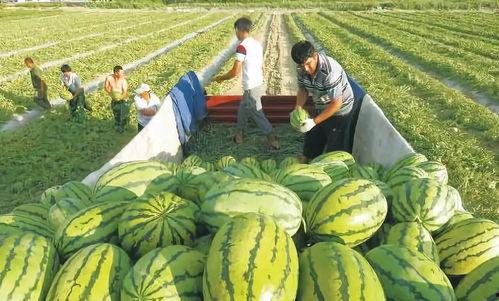 俄罗斯网红吃瓜图片,吃瓜瞬间引发网友热议！