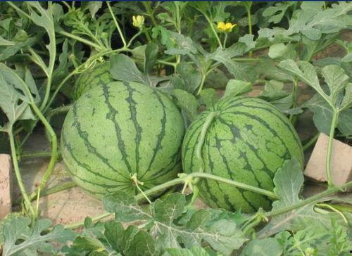 青田网红吃瓜事件