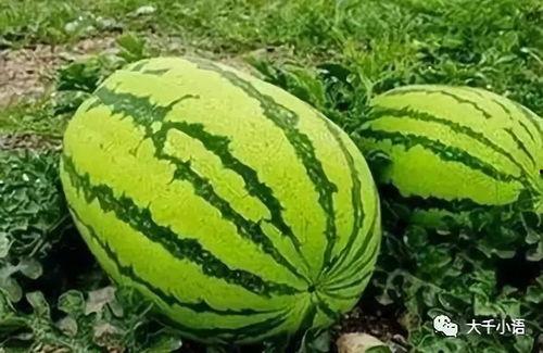 宁夏网红吃瓜事件真相