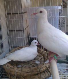 网红鸽子吃瓜视频,萌态视频走红网络